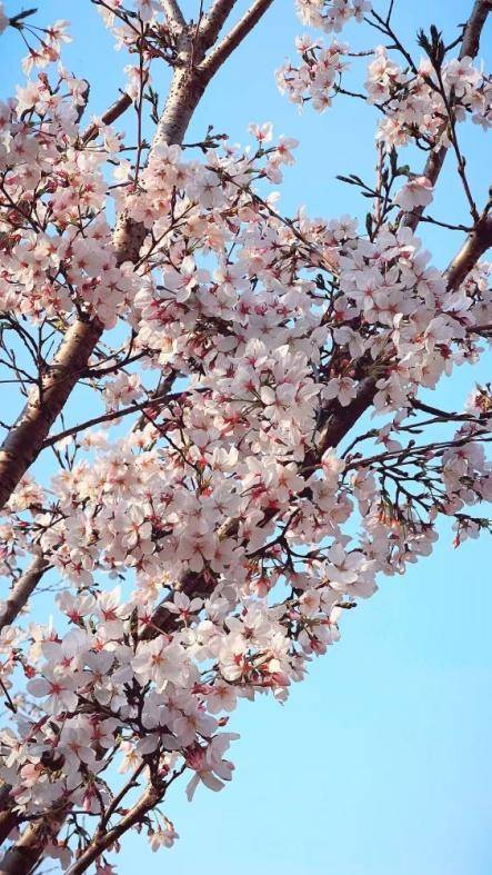 这条“樱花大道”，才是天门春日的“浪漫顶流”!.docx