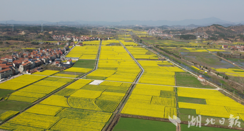 四望油菜花盛开.docx