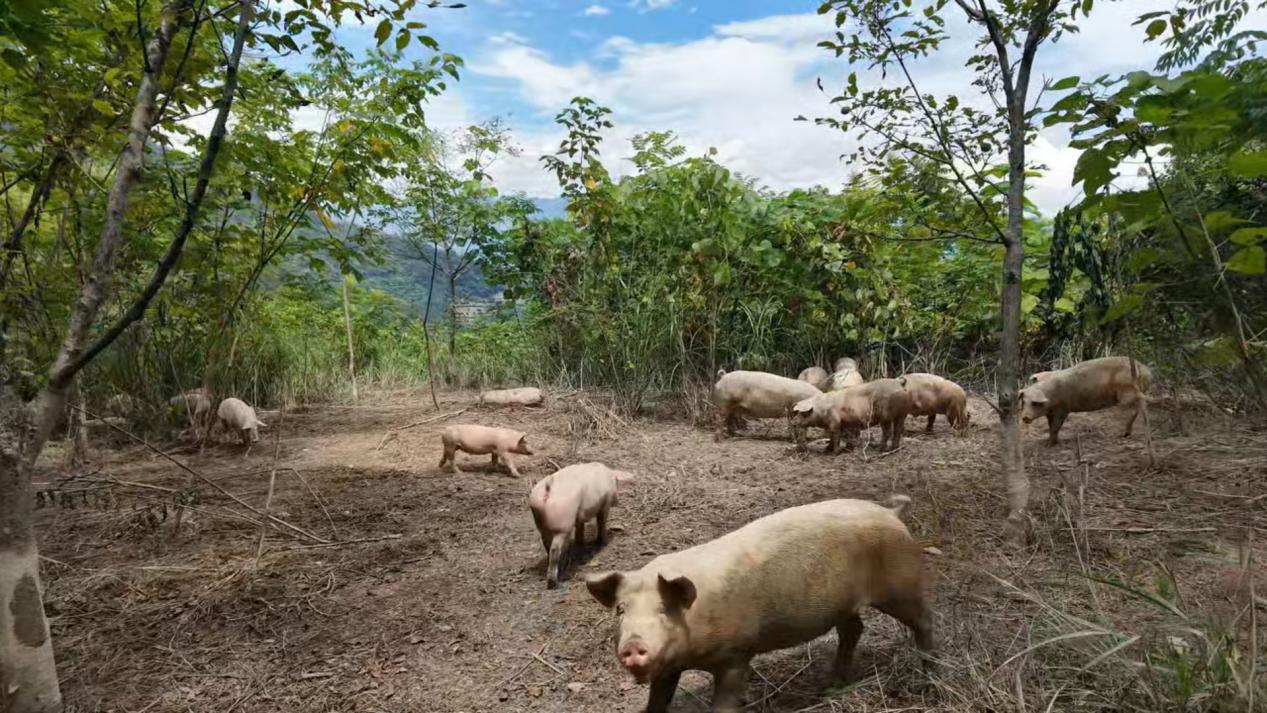 跑山猪进城热销 生态美味受追捧图文.docx