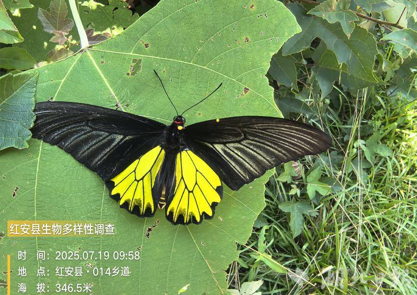 金裳凤蝶（国家二级保护动物）