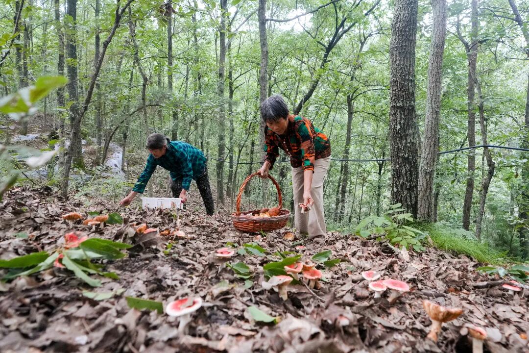郧阳区白桑关镇野生菌大丰收.jpg