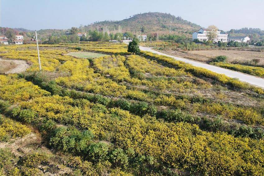八里湾镇袁家岗村：野菊花绽放“花样经济”.docx