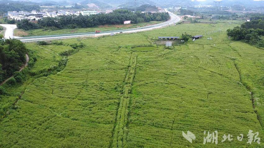 湖北艾源蘄艾科技有限公司蘄艾種植合作基地