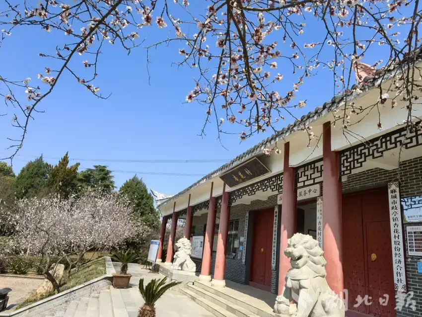 1歧亭杏花村：千年花事，一脉人文.docx