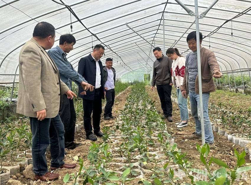 响滩村枇杷、夏橙 共同缔造20211121.docx