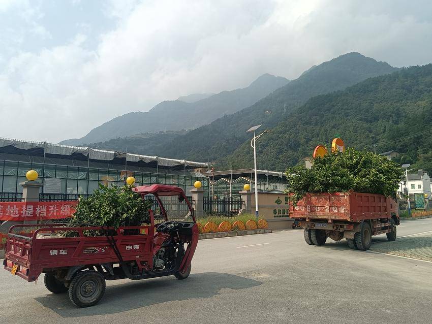 国企赋能，柑橘苗木销售掀热潮.doc