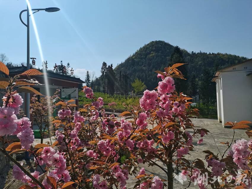 州社保局2021年组织干部职工和村民一起在村文化广场周边栽下的樱花树。