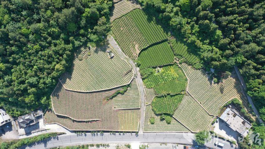 椒园镇全域国土综合整治项目高标准农田