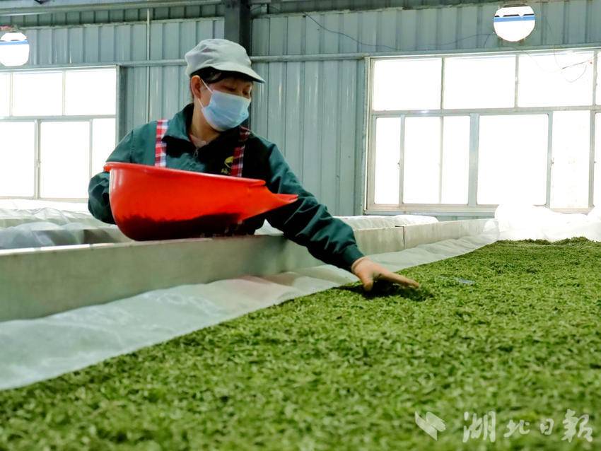 3月5日，咸丰县硒源山茶叶厂房工作人员正在摊晾春茶。（通讯员 舒 淑 摄）.jpg