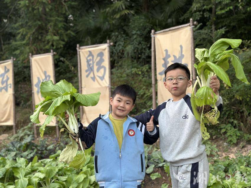 2025年11月黄冈市实验小学二年级小学生采摘亲自播种的白菜