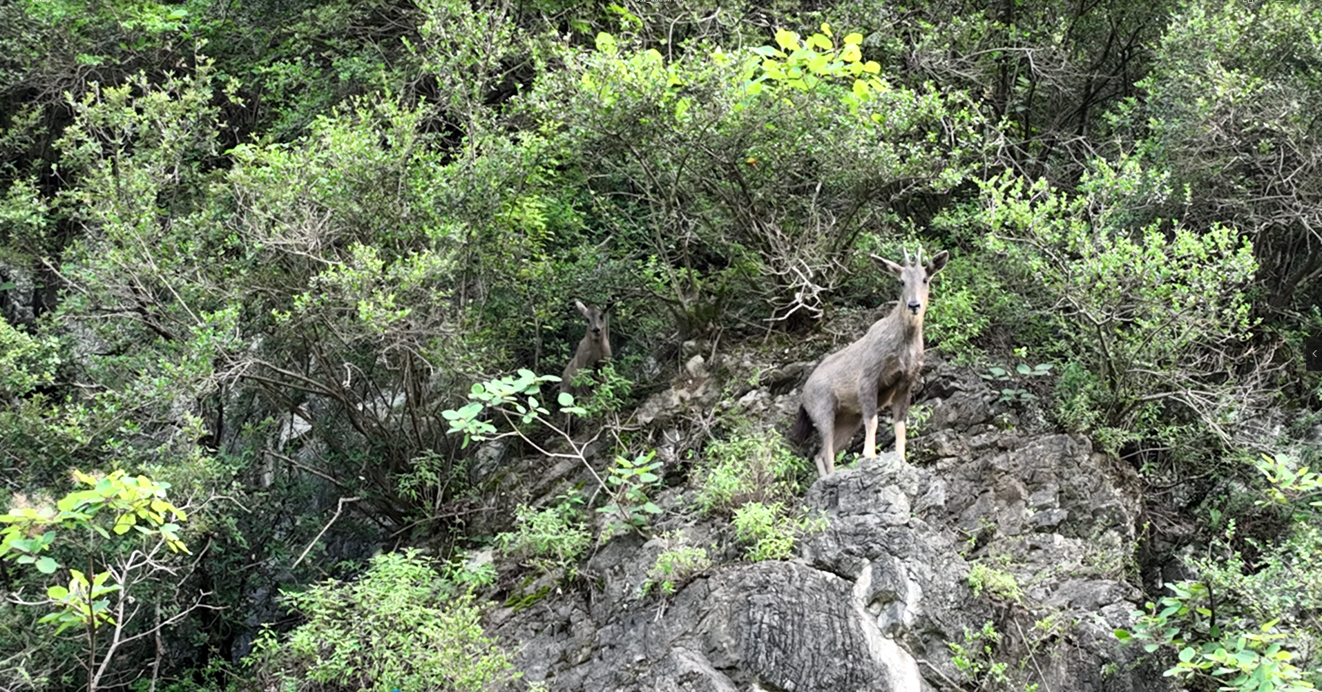 中华斑羚。（刘涛 摄）