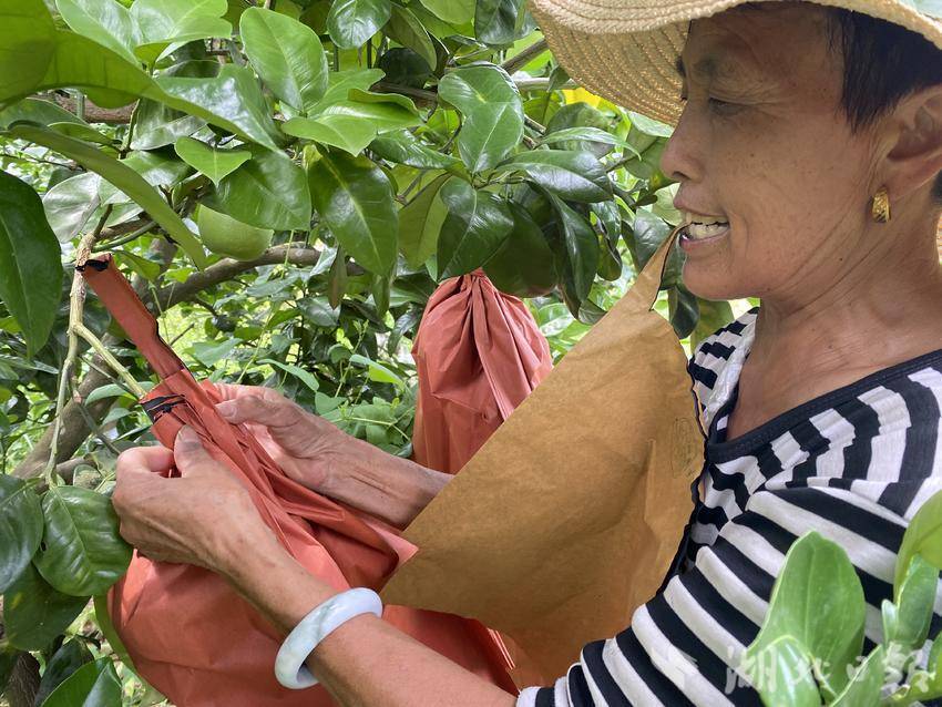 居民在白柚基地务 工