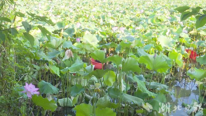 嘉鱼县方家庄村：百亩湘莲迎丰收 电商铺就致富路图文稿.doc