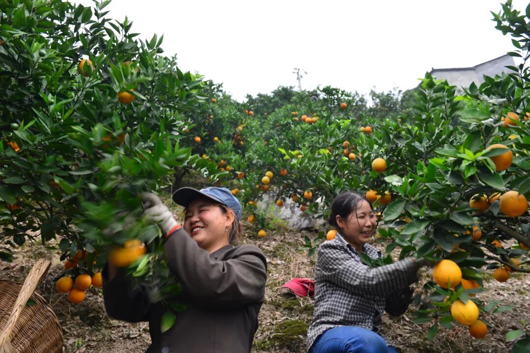 要看懂《得闲谨制》，须吃一个秭归泄滩的橙子