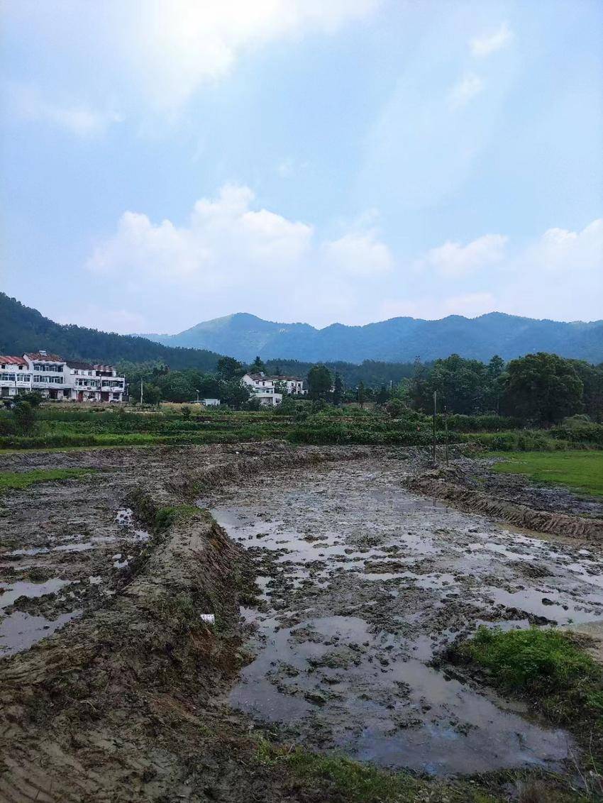 挖呀挖呀挖  莲藕基地三.doc