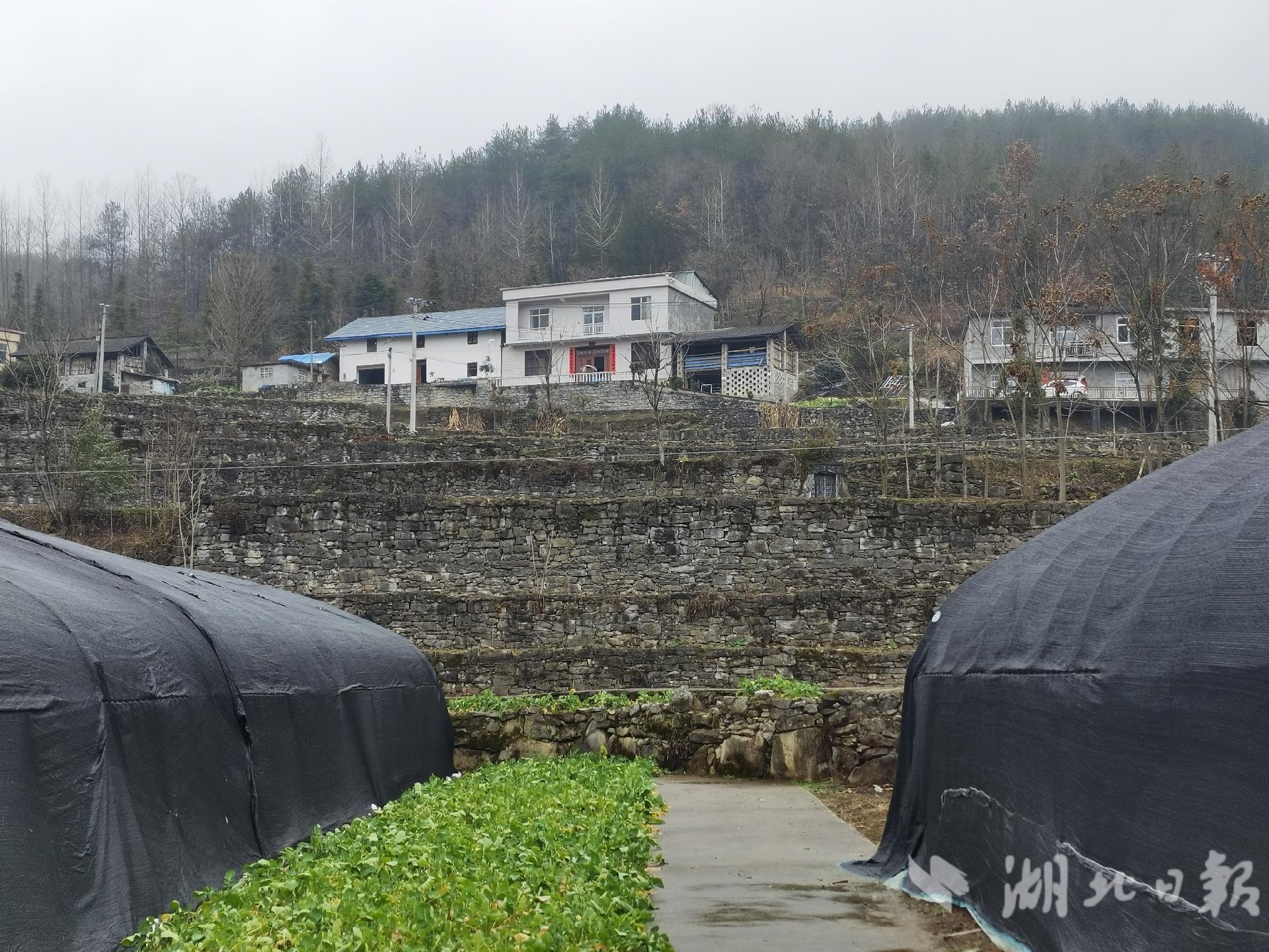 上世纪六、七十年代修建的梯田，这里撒下了青花女民兵辛勤的汗水