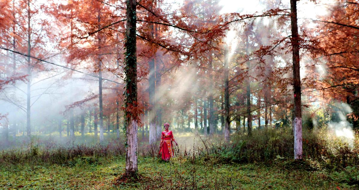 她从雾中来（小河水杉树公园）