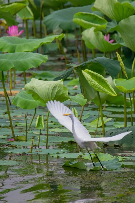【新闻稿】沙湖生态构建城市绿肺 环沙湖双碳经济带建设持续推进(2).docx