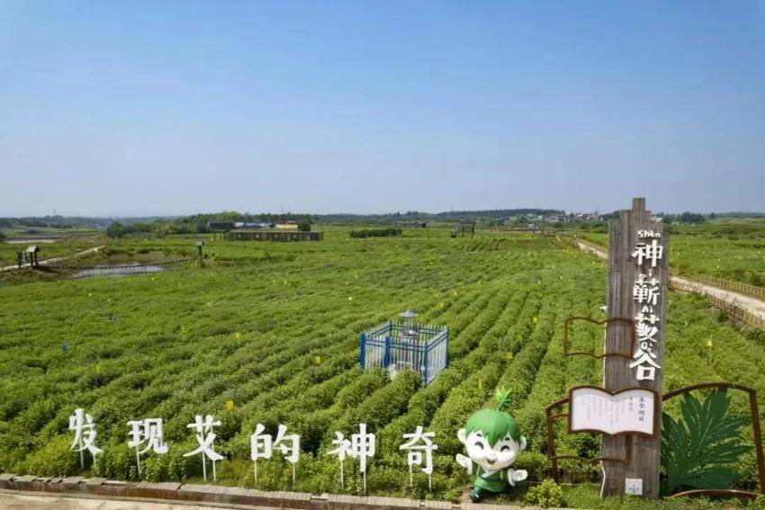 湖北艾草产业再添“新绿”.docx