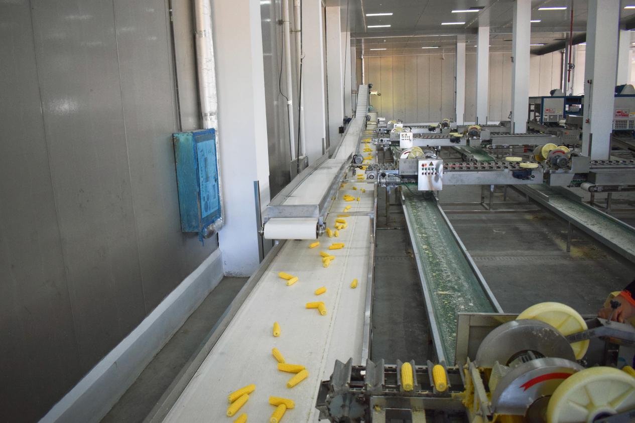 【一线传声】中交二航局宝清冷链物流园项目1号加工车间正式投运.docx