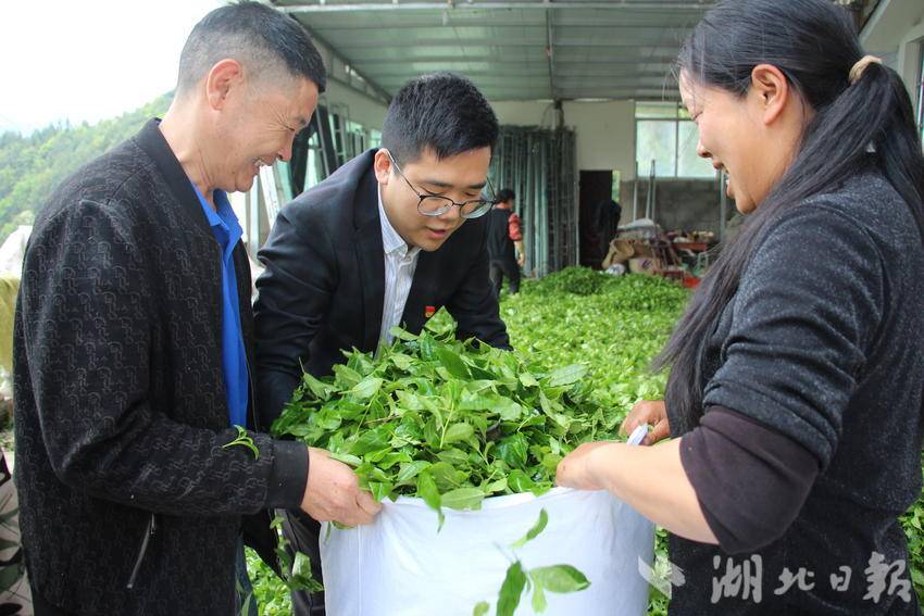 徐山棋与茶农一起装袋抹茶鲜叶