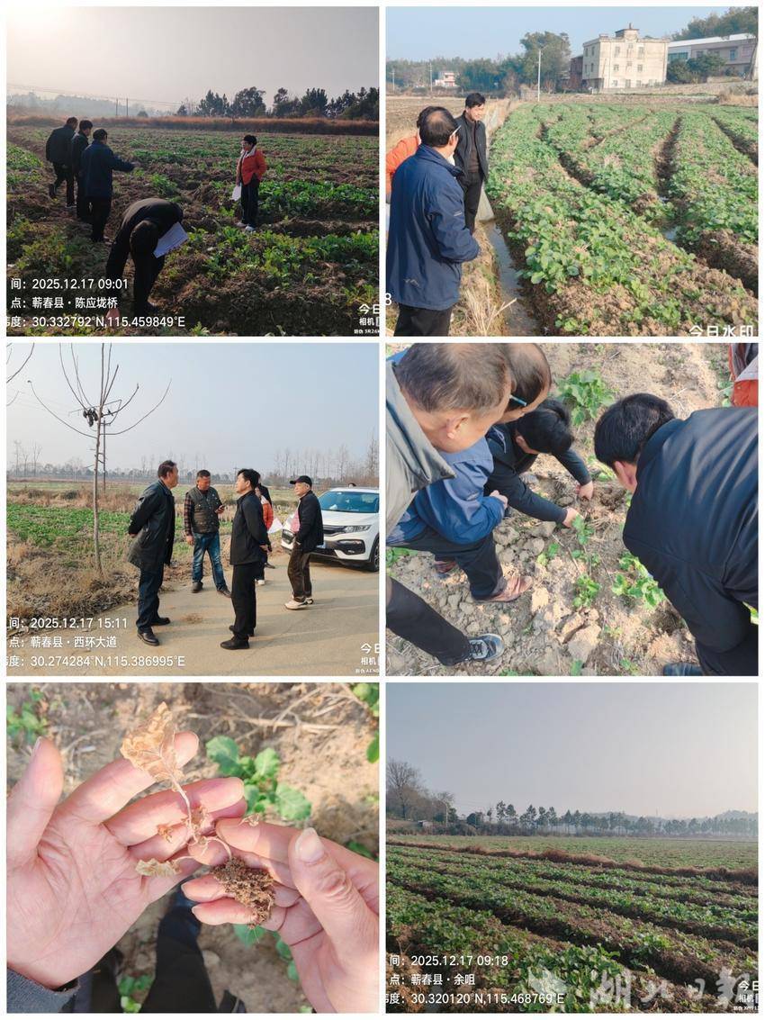 轮作扩种冬季田间管理(2).docx