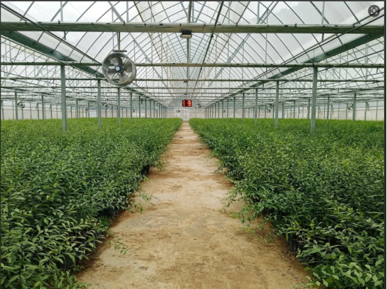 国企赋能，柑橘苗木销售掀热潮.doc