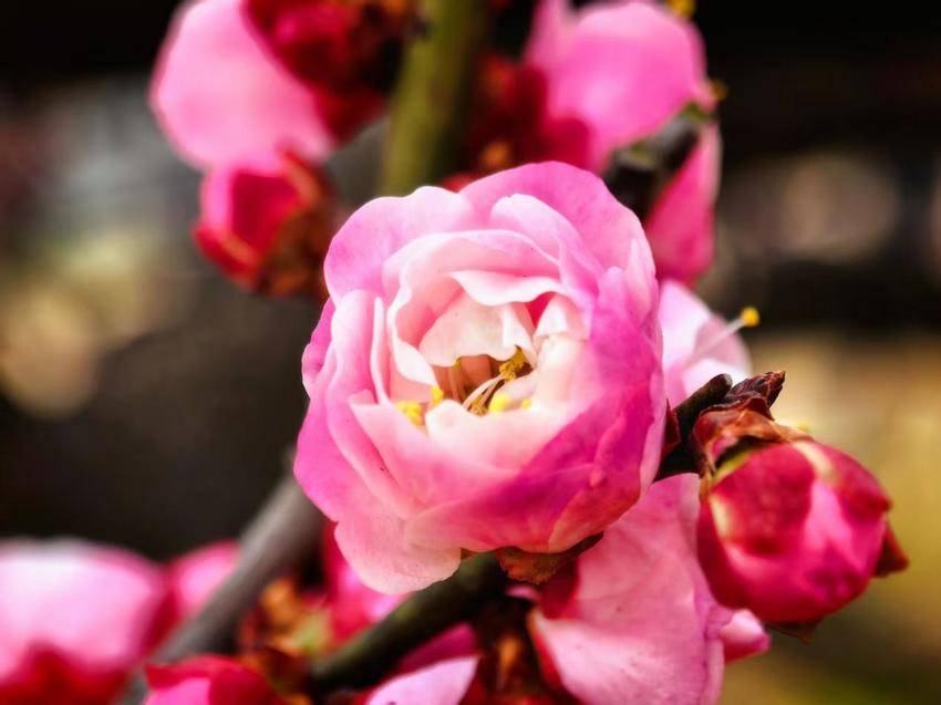 黄冈年货节修改（2026.1.27）.docx