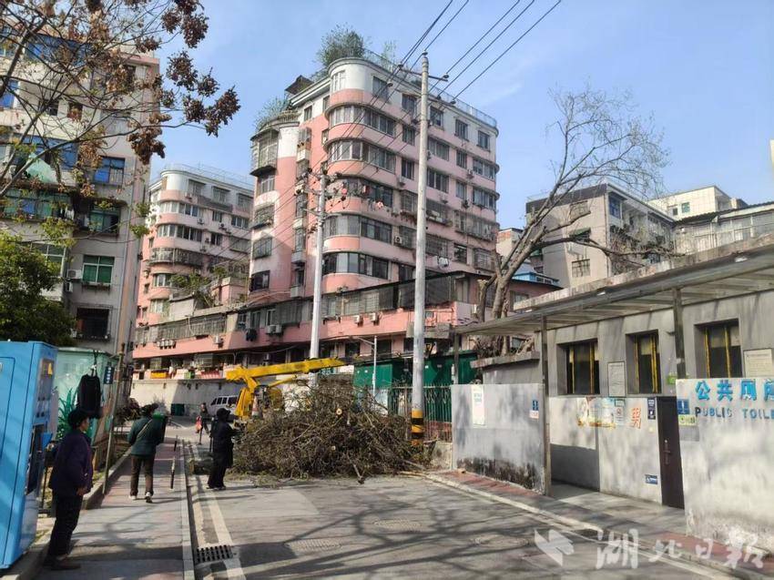 网格员及时修剪树木，守护居民安全.docx