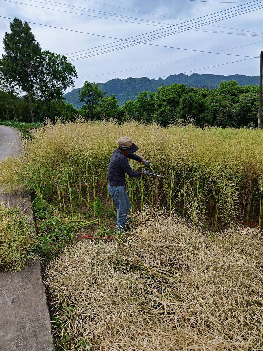 校地协同破题油菜绿色高效栽培 湖北长阳示范项目实现节本增产.docx