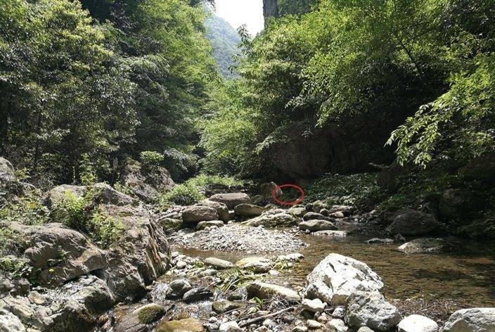 湖北保康五道峡保护区生镜照片（周斌 摄影）