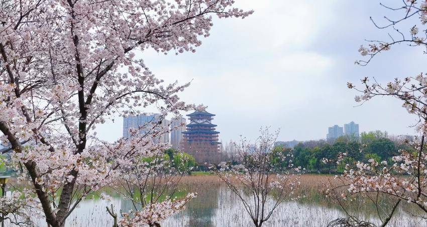 美翻了！天门最美樱花大道浪漫上线.docx