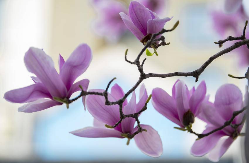 襄阳南漳：玉兰缀满街头 春日画卷徐徐展开.docx