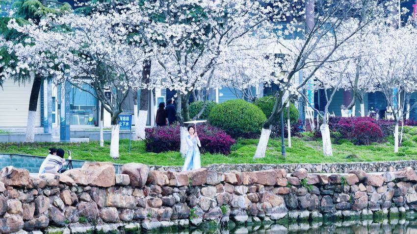 美翻了！天门最美樱花大道浪漫上线.docx