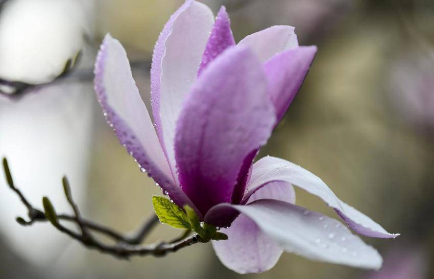 襄阳南漳：玉兰缀满街头 春日画卷徐徐展开.docx