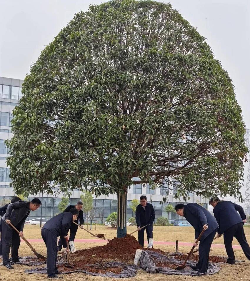 植此青绿映初心 共建美好新院区——孝感市中心医院开展2026年城市创建春季植树活动.docx