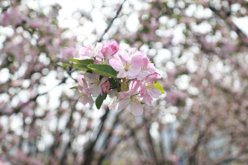 海棠花开，春意澴川！.docx