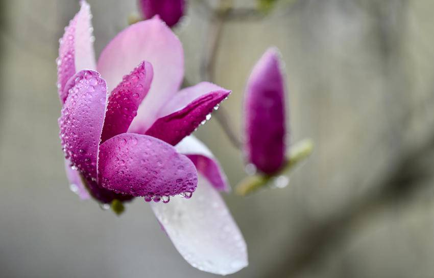 襄阳南漳：玉兰缀满街头 春日画卷徐徐展开.docx