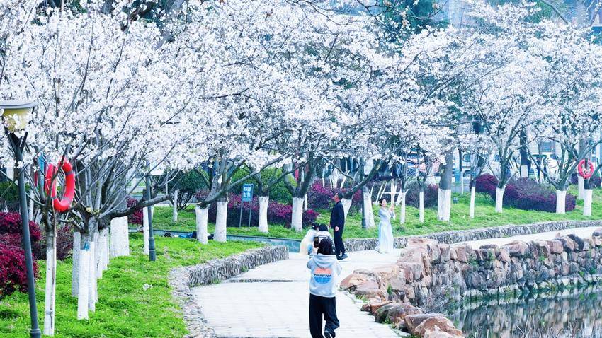 美翻了！天门最美樱花大道浪漫上线.docx