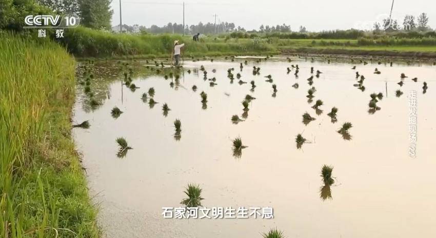 再登央视！《走进发掘现场》聚焦天门石家河遗址.docx