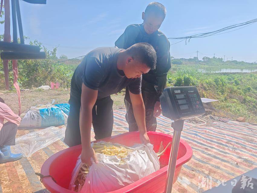 新街镇三畈村：初夏藕带采摘忙 特色产业助农增收(1).docx