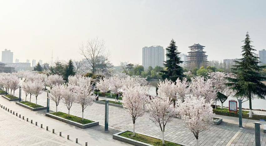 美翻了！天门最美樱花大道浪漫上线.docx