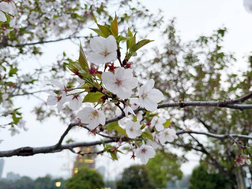 美翻了！天门最美樱花大道浪漫上线.docx