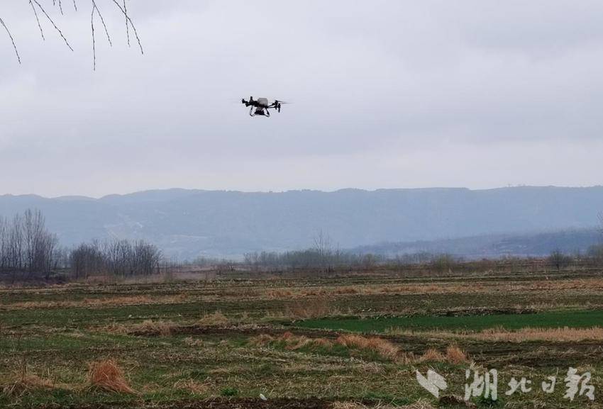 郧阳区安阳镇：抢抓农时精管理 护航麦油迎丰收.docx