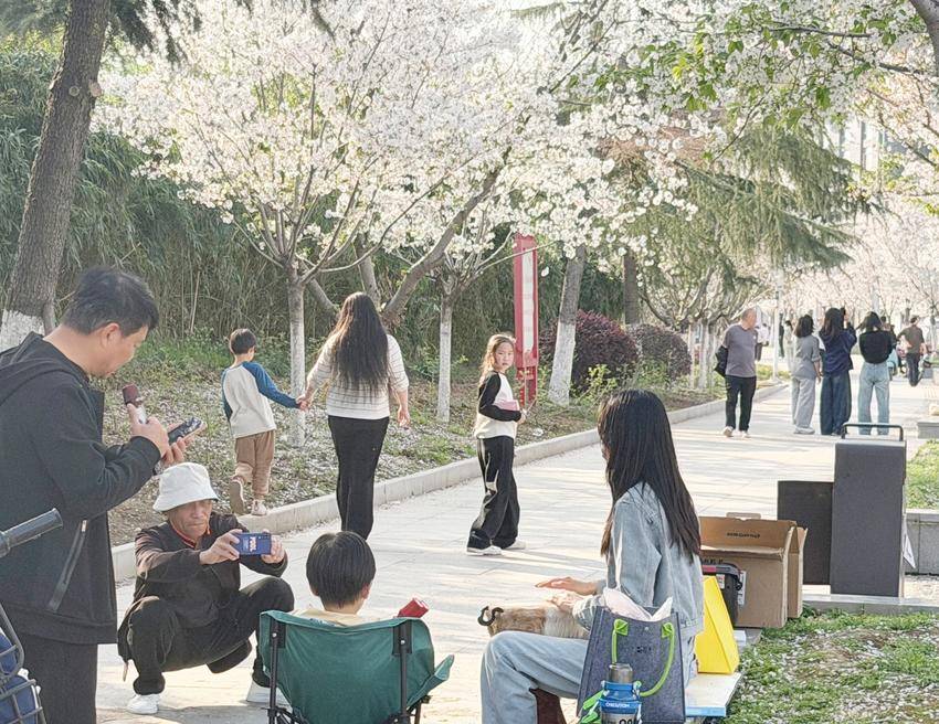 美翻了！天门最美樱花大道浪漫上线.docx