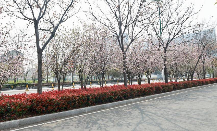 海棠花开，春意澴川！.docx