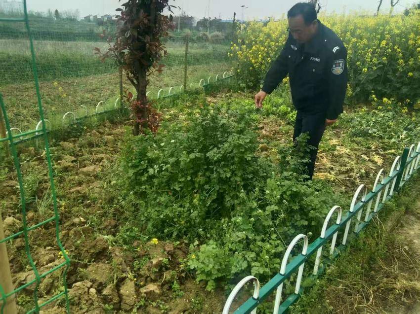 安陆市陈店乡开展第二轮禁种铲毒踏查行动，筑牢禁毒“防火墙”.docx