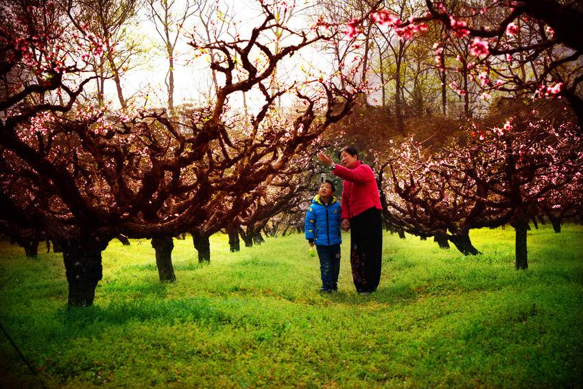 3-16 龟峰鹃红漫青山 一脉非遗耀古今.docx