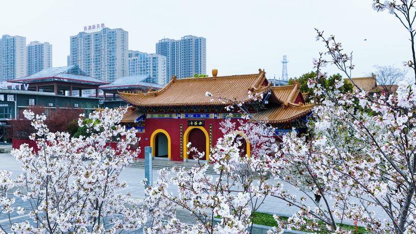 美翻了！天门最美樱花大道浪漫上线.docx