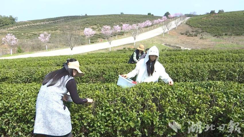 春雨润茶香 早采正当时——官桥镇朱砂村千亩茶园迎来“开门红”图文.doc